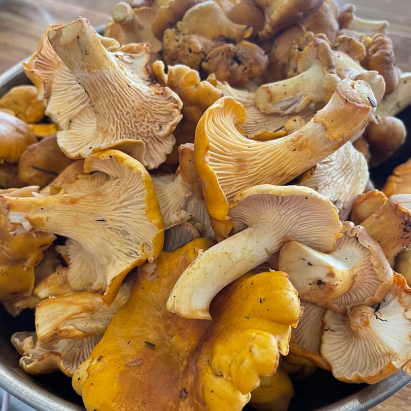 Close-up of a pile of fresh, golden chanterelle mushrooms in a metal bowl.